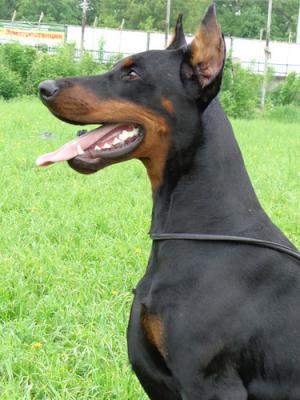 Svet Muroma Smelaya Irma | Black Doberman Pinscher