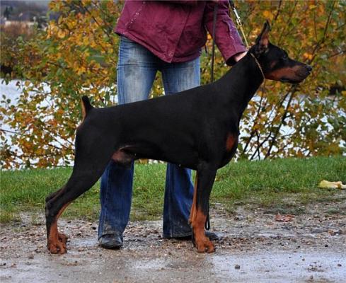 Blackjack Bluffer v. Jahrestal | Black Doberman Pinscher