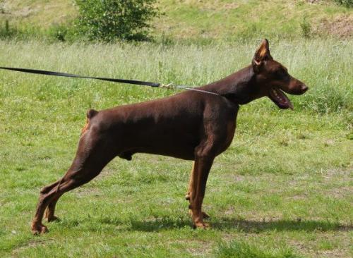 Leletton Gold Goldiroy | Brown Doberman Pinscher