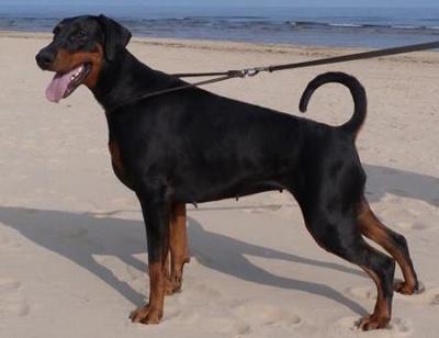 Remijaguare Eramoon | Black Doberman Pinscher