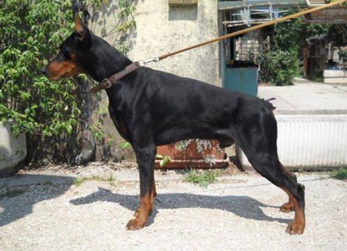 Paco della Ninfa Nobel (LO0938295) | Black Doberman Pinscher