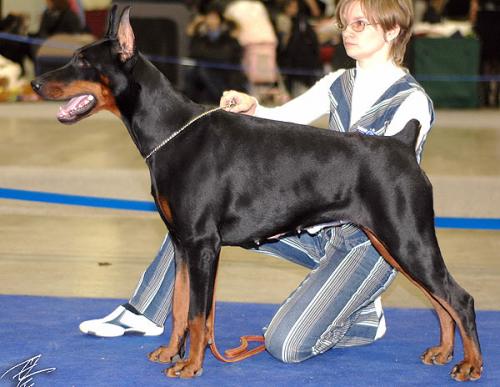 Ethna Mons iz Zoosfery | Black Doberman Pinscher