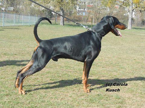 Ataraxie's Egon | Black Doberman Pinscher