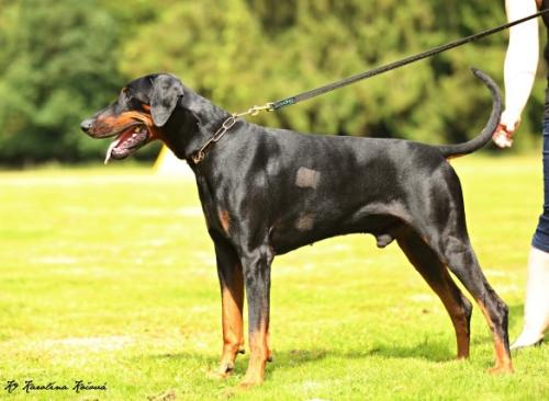 Ataraxie's Erwin | Black Doberman Pinscher