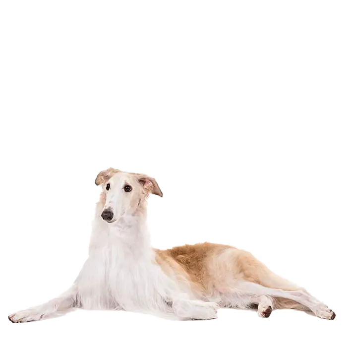 borzoi     			