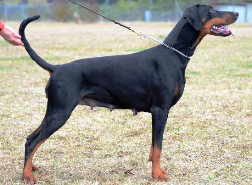 Ataraxie's Elkubra | Black Doberman Pinscher