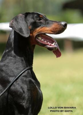 Lollo v. Bavaria | Black Doberman Pinscher