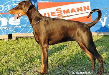 Mocca v. Bavaria | Brown Doberman Pinscher