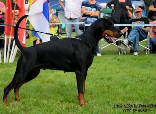 Luna Nera di Baia Nera | Black Doberman Pinscher