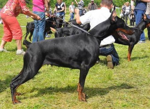 Teraline Ferra | Black Doberman Pinscher