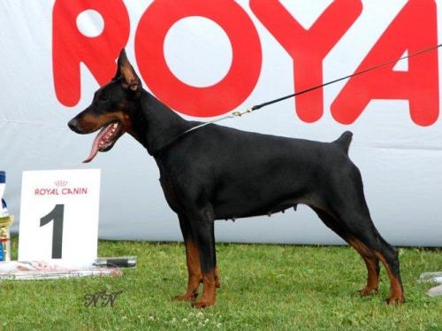 Teraline Fata Morgana | Black Doberman Pinscher