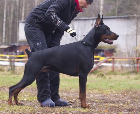 Teraline Heartland | Black Doberman Pinscher