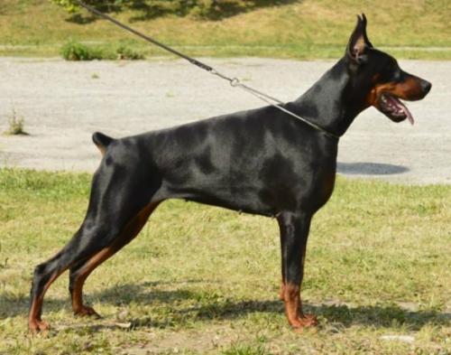 Paloma Picasso Tromelin | Black Doberman Pinscher