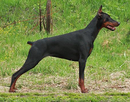 Ekskalibur Iolis Iris | Black Doberman Pinscher