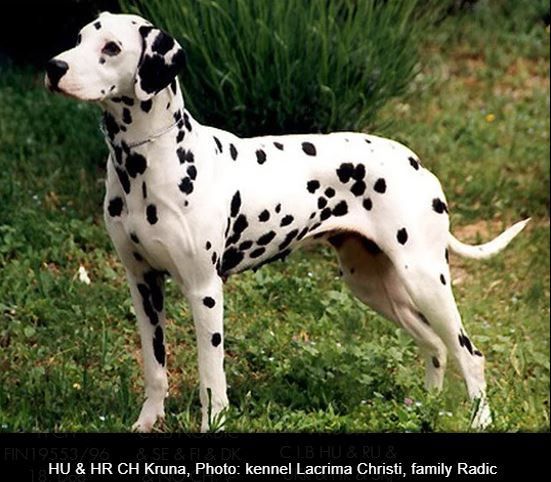 Kruna | Dalmatian 