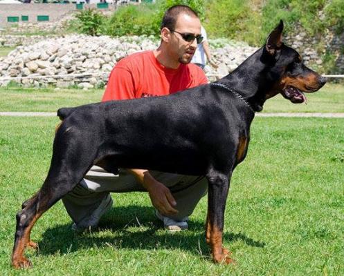 Kerber King (MR51034) | Black Doberman Pinscher