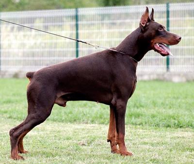 Uno Best of Island | Brown Doberman Pinscher