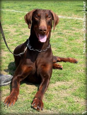 Nove v. Schattenjager | Brown Doberman Pinscher