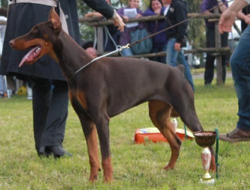 Elegantyne Evelyne di Altobello | Brown Doberman Pinscher