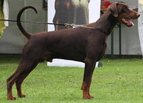 Aguirre v. Westwall | Brown Doberman Pinscher