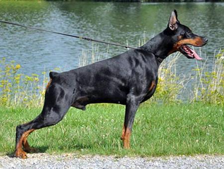 Purgaj's Porsche di Altobello | Black Doberman Pinscher