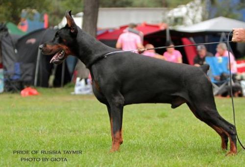 Pride of Russia Taymir | Black Doberman Pinscher