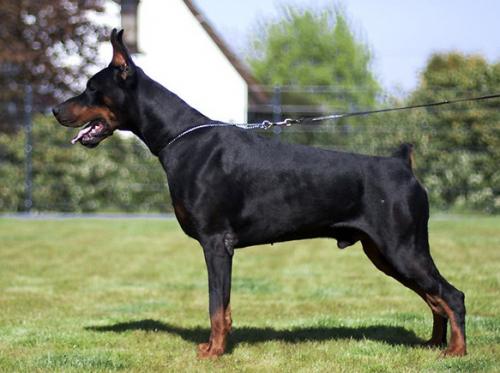 Pride of Russia Truvor | Black Doberman Pinscher