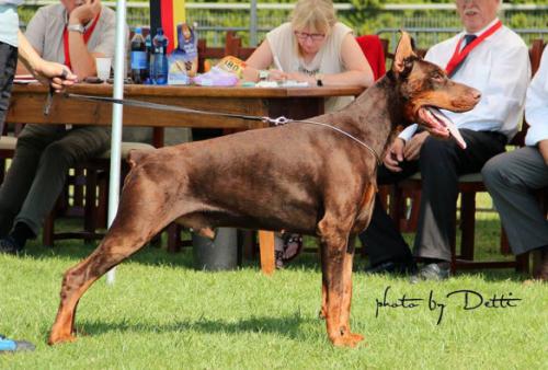 Pride of Russia Taras | Brown Doberman Pinscher