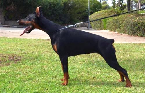 Pride of Russia Tayga | Black Doberman Pinscher