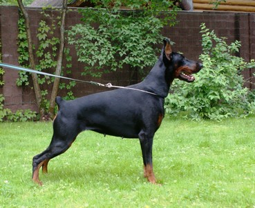 Zolotaya Dinastiya Nubira | Black Doberman Pinscher