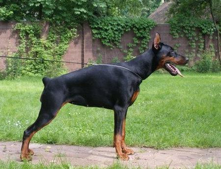 Pride of Russia Pikovaya Dama | Black Doberman Pinscher