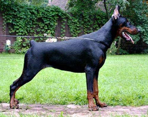 Pride of Russia Ochi Chernie | Black Doberman Pinscher