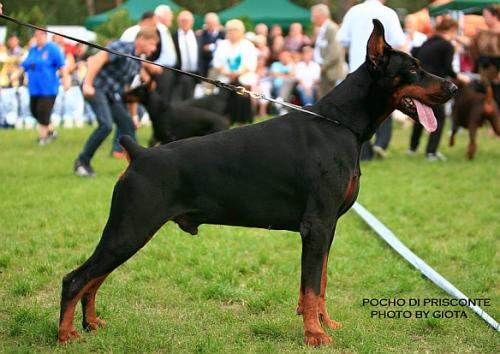 Pocho di Prisconte | Black Doberman Pinscher