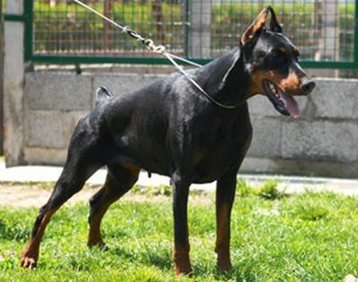 Klea of Ritopek | Black Doberman Pinscher