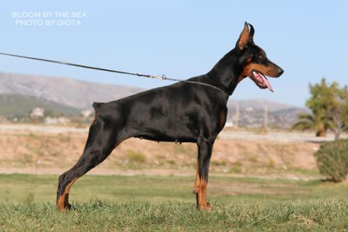 Bloom by the Sea | Black Doberman Pinscher