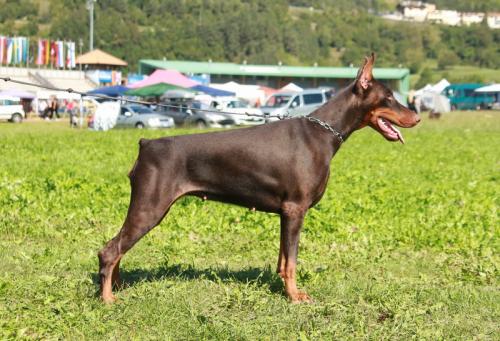 Bindy by the Sea | Brown Doberman Pinscher