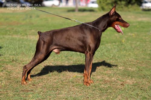 Benson by the Sea | Brown Doberman Pinscher