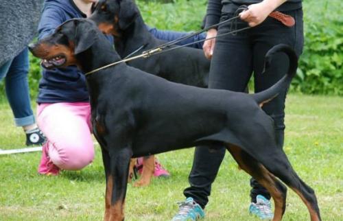 King of Crystal's Mirak Of Graceland | Black Doberman Pinscher