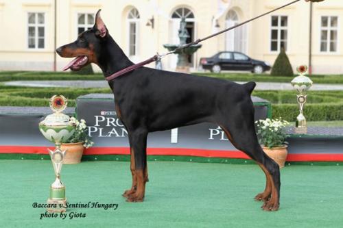 Baccara v. Sentinel | Black Doberman Pinscher