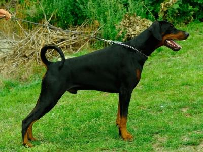 Beneton v. Sentinel | Black Doberman Pinscher