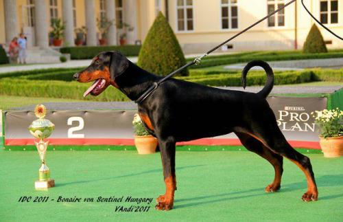 Bonaire v. Sentinel | Black Doberman Pinscher