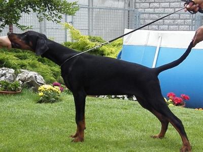 Cyclon v. Sentinel | Black Doberman Pinscher