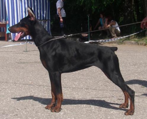 LeLetton Flaming Flamingo | Black Doberman Pinscher