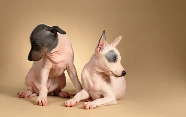 American Hairless Terrier