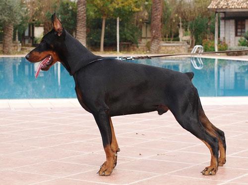 Ali Avaro di Perlanera | Black Doberman Pinscher