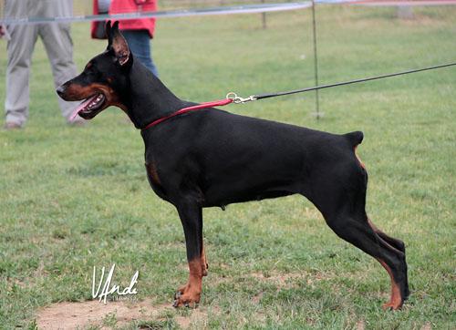 Ana Juaqina di Perlanera | Black Doberman Pinscher