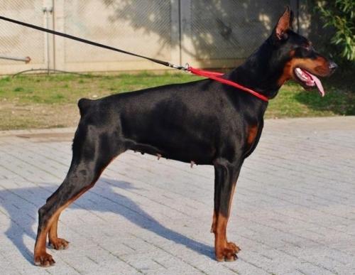 Ayutthaya di Perlanera | Black Doberman Pinscher