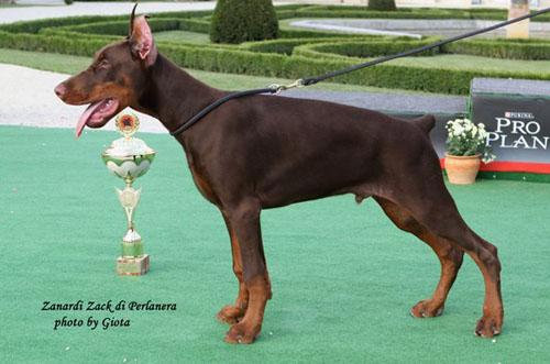 Zanardi Zack di Perlanera | Brown Doberman Pinscher