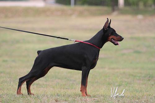Zuma Zewita di Perlanera | Black Doberman Pinscher