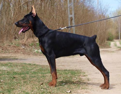 Voldemort di Perlanera | Black Doberman Pinscher
